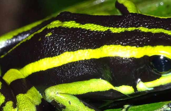 Randonnée de nuit dans la forêt amazonienne - Photo 2