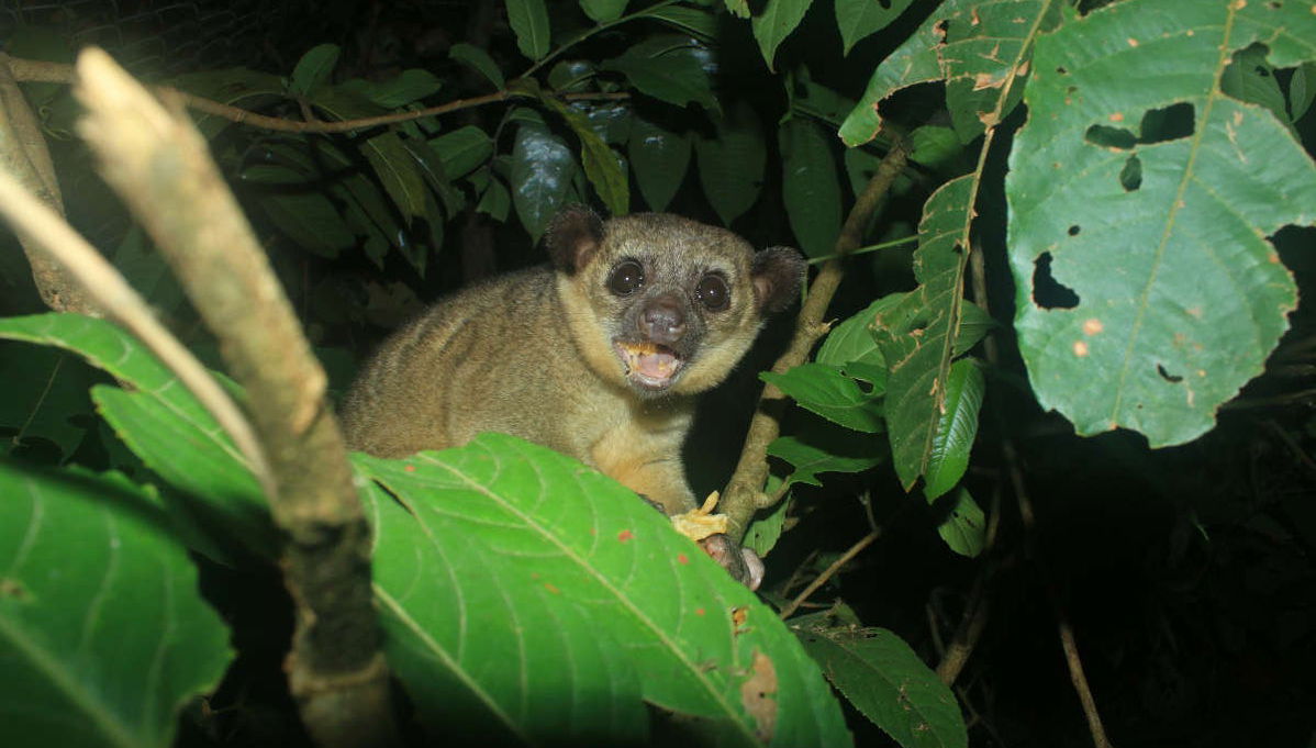 Amazon Night Hike - Photo 1