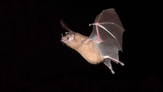 Amazon Night Hike - Photo 4