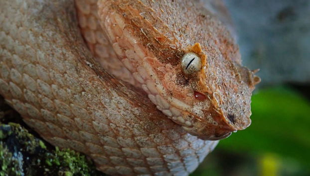 Amazon Night Hike - Photo 5
