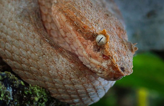 Trekking serale nella Foresta Amazzonica - Foto 5