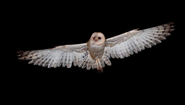 Night in the Amazon Jungle - Photo 3