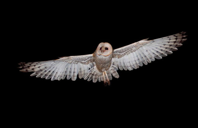 Trekking serale nella Foresta Amazzonica - Foto 6