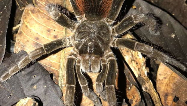 Amazon Night Hike - Photo 3