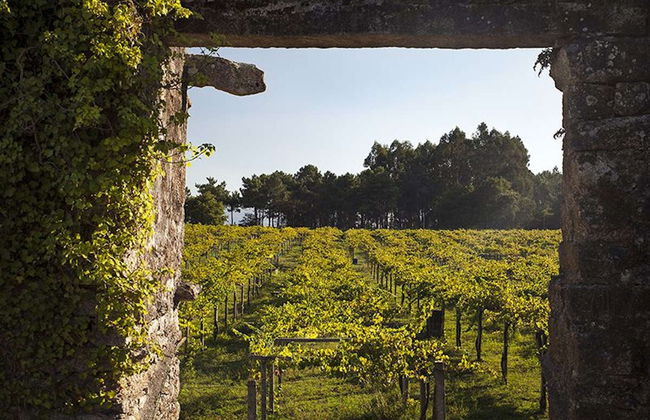 Visita a la bodega Corisca - Foto 5