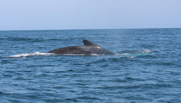 Whale Watching in Mancora - Foto 3