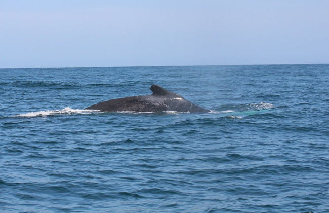 Whale Watching in Mancora - Foto 3