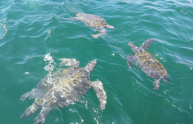 Whale Watching in Mancora - Foto 4