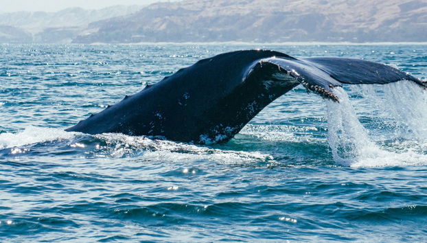 Whale Watching in Mancora - Foto 2