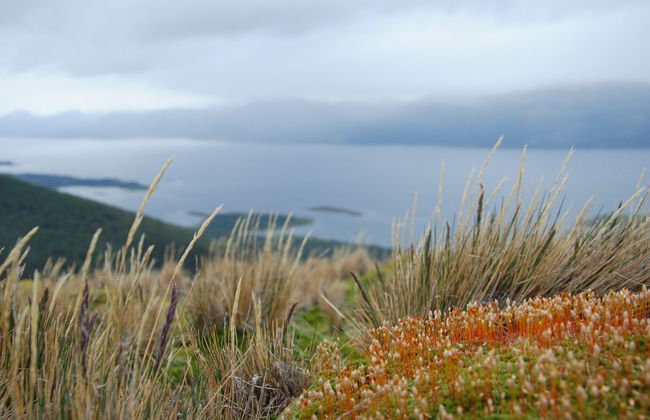 Trekking por los Dientes de Navarino - Foto 4