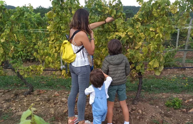 Visite du domaine viticole Terras Gauda - Photo 1