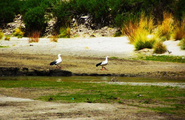 Excursión a la Hacienda Cayara y Villacolo - Foto 4
