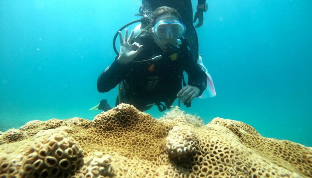 Discover the rich marine ecosystems in Brazil