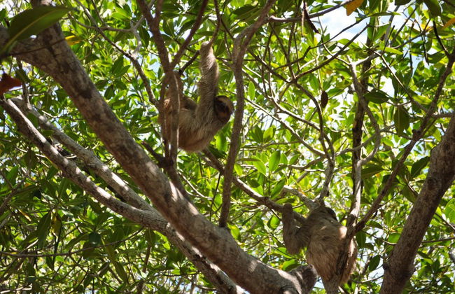 Tour por la costa de Roatán - Foto 7