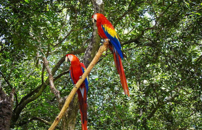 Tour por la costa de Roatán - Foto 4