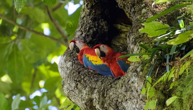Rio Agujitas Farm Birdwatching Tour - Foto 3