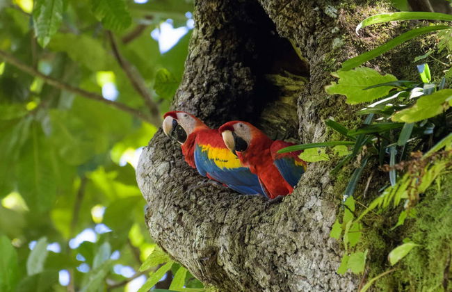 Rio Agujitas Farm Birdwatching Tour - Foto 3