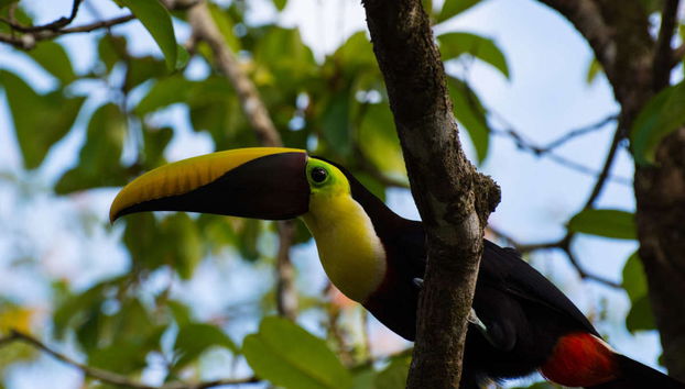 Rio Agujitas Farm Birdwatching Tour - Foto 4