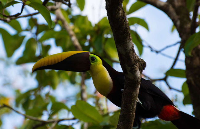 Rio Agujitas Farm Birdwatching Tour - Foto 4
