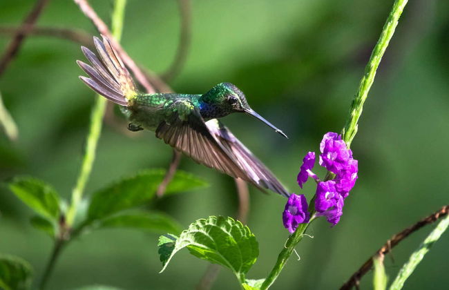 Rio Agujitas Farm Birdwatching Tour - Foto 1