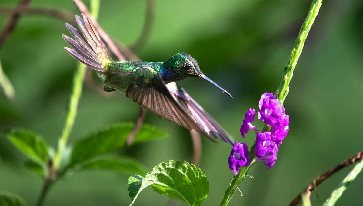Rio Agujitas Farm Birdwatching Tour - Foto 1