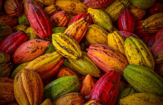 Cocoa + Coffee Tour - Photo 6