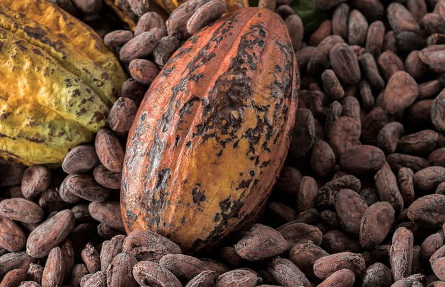 Cocoa + Coffee Tour - Photo 6