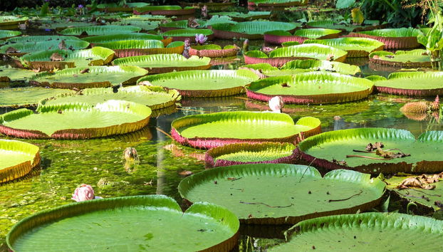 Marasha Natural Reserve Tour - Foto 4