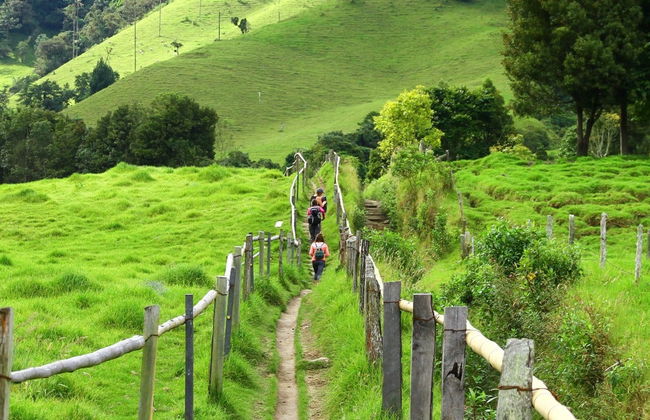 Senderismo por el Valle de Cocora - Foto 5