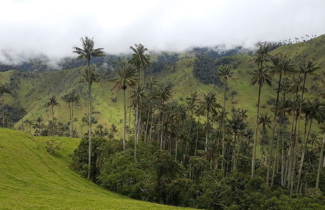 Tour por Salento y Valle de Cocora - Foto 3