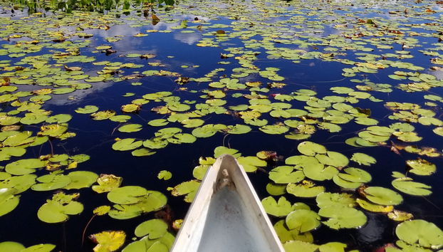 Marimbus Pantanal + Roncador River Tour - Photo 5