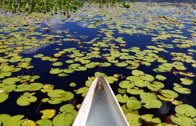 Marimbus Pantanal + Roncador River Tour - Photo 5