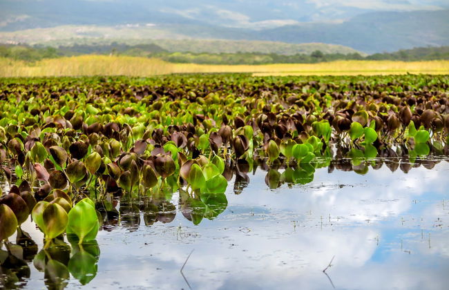 Marimbus Pantanal + Roncador River Tour - Photo 4