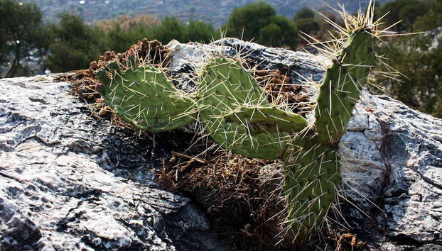 Tour pelas Barrancas del Cobre - Foto 5