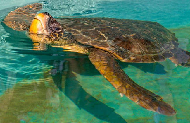 Minicrociera a Dalyan - Foto 3