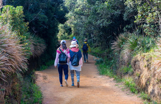 Private Horton Plains and Tea Estate Day Trip - Foto 5
