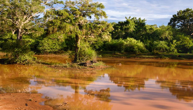 Wilpattu National Park Private Safari - Foto 5