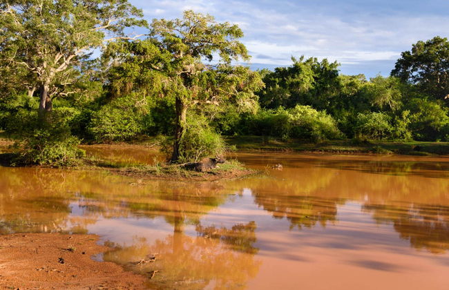 Wilpattu National Park Private Safari - Foto 5