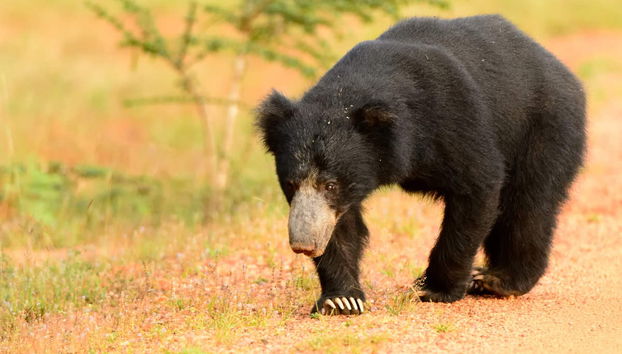 Wilpattu National Park Private Safari - Foto 3