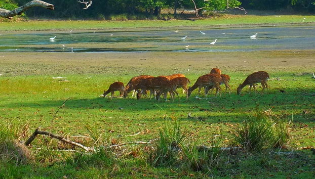 Wilpattu National Park Private Safari - Foto 4