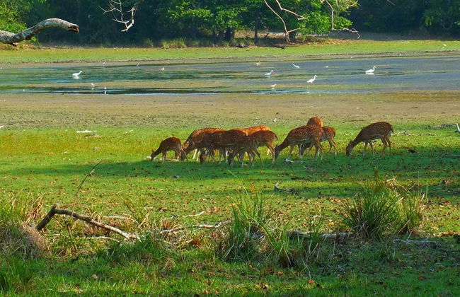 Wilpattu National Park Private Safari - Foto 4