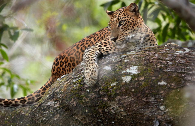 Wilpattu National Park Private Safari - Foto 1