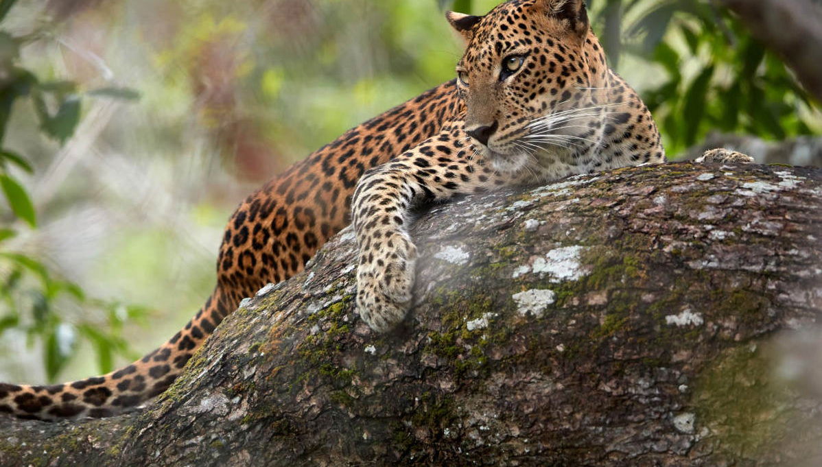 Wilpattu National Park Private Safari - Foto 1