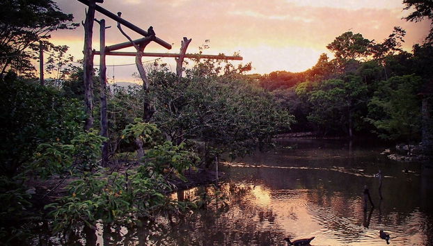 Coucher de soleil dans la jungle de Aluxes
