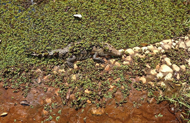 Excursión al Ecoparque Aluxes - Foto 3