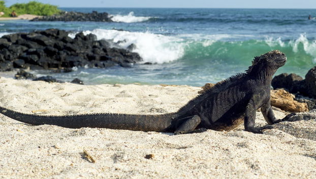 Tour di 5 giorni dell'isola di Santa Cruz e Isabela - Foto 3