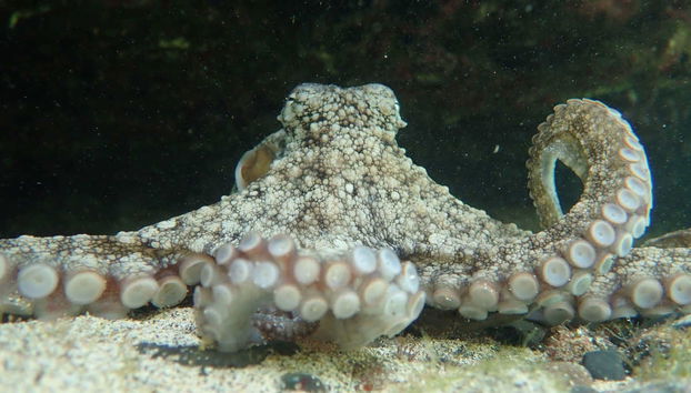 Pulpo nocturno de Porto Santo