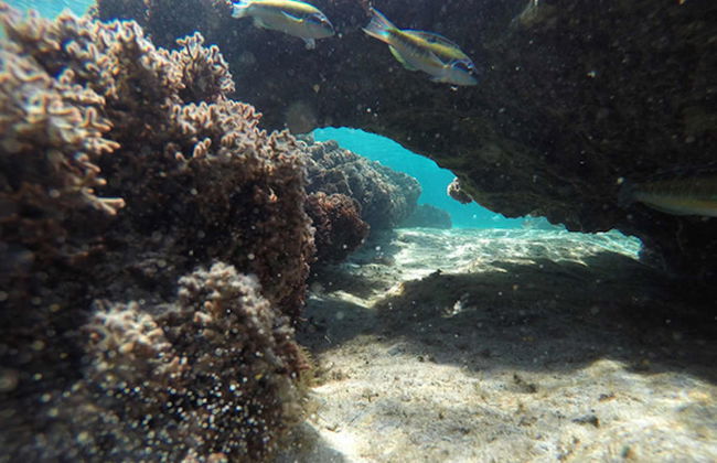 Snorkel nocturno en la playa Porto dos Frades - Foto 7