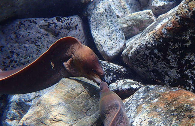 Snorkel nocturno en la playa Porto dos Frades - Foto 4