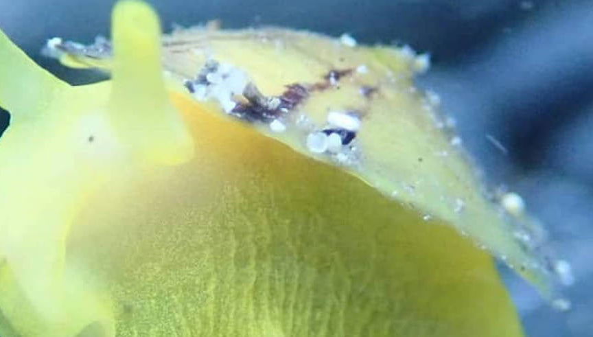 Snorkel nocturno en la playa Porto dos Frades